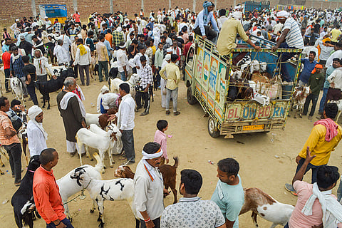 Shopping for Bakra Eid